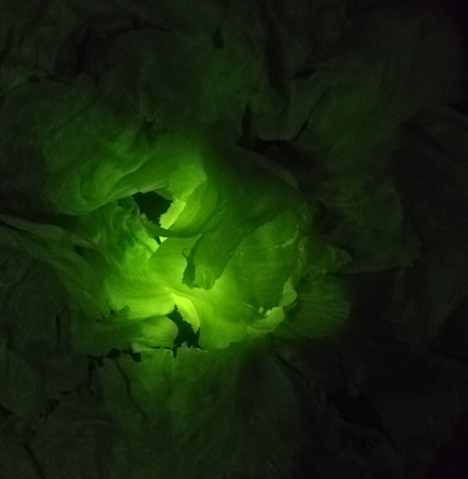 lechuga luminica making off